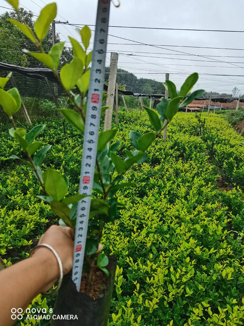 湖南金森女贞小苗：地苗，杯苗货源充足，优质出品