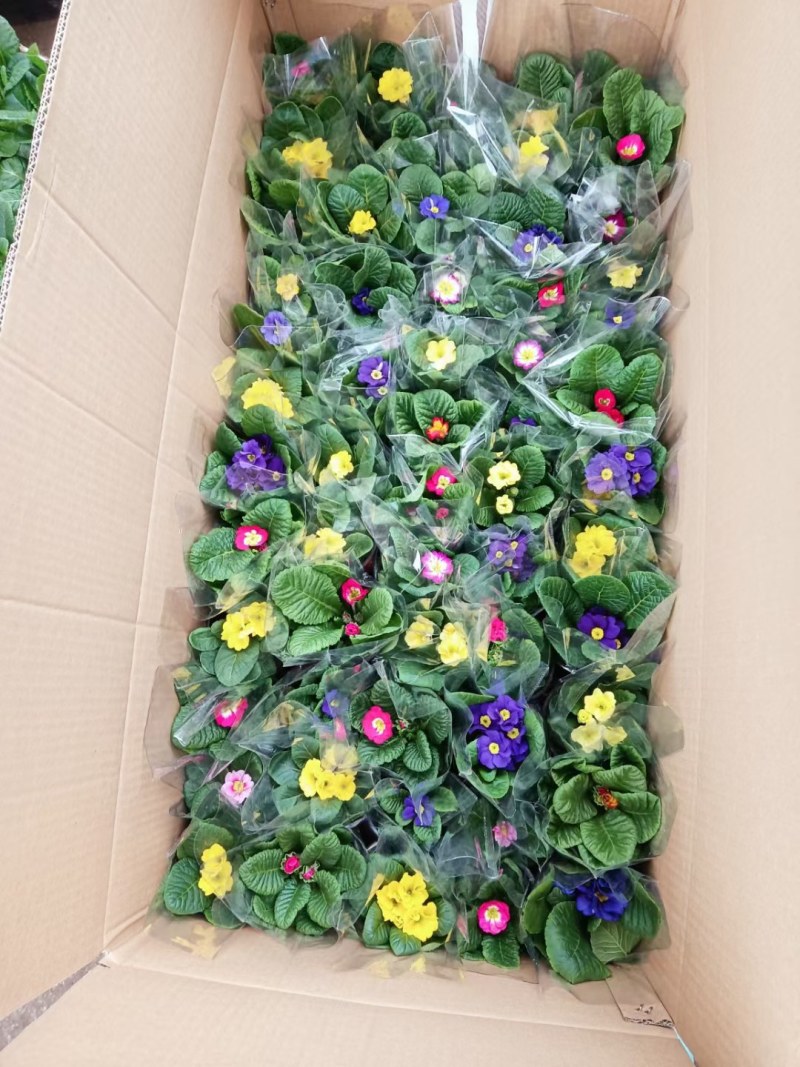 报春花，大量现货供应，质优价廉，物流直发，欢迎咨询选购