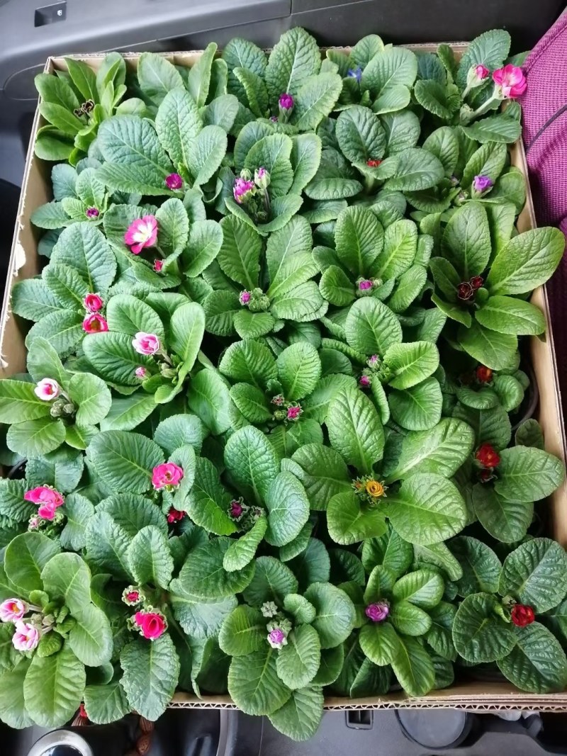 报春花，大量现货供应，质优价廉，物流直发，欢迎咨询选购