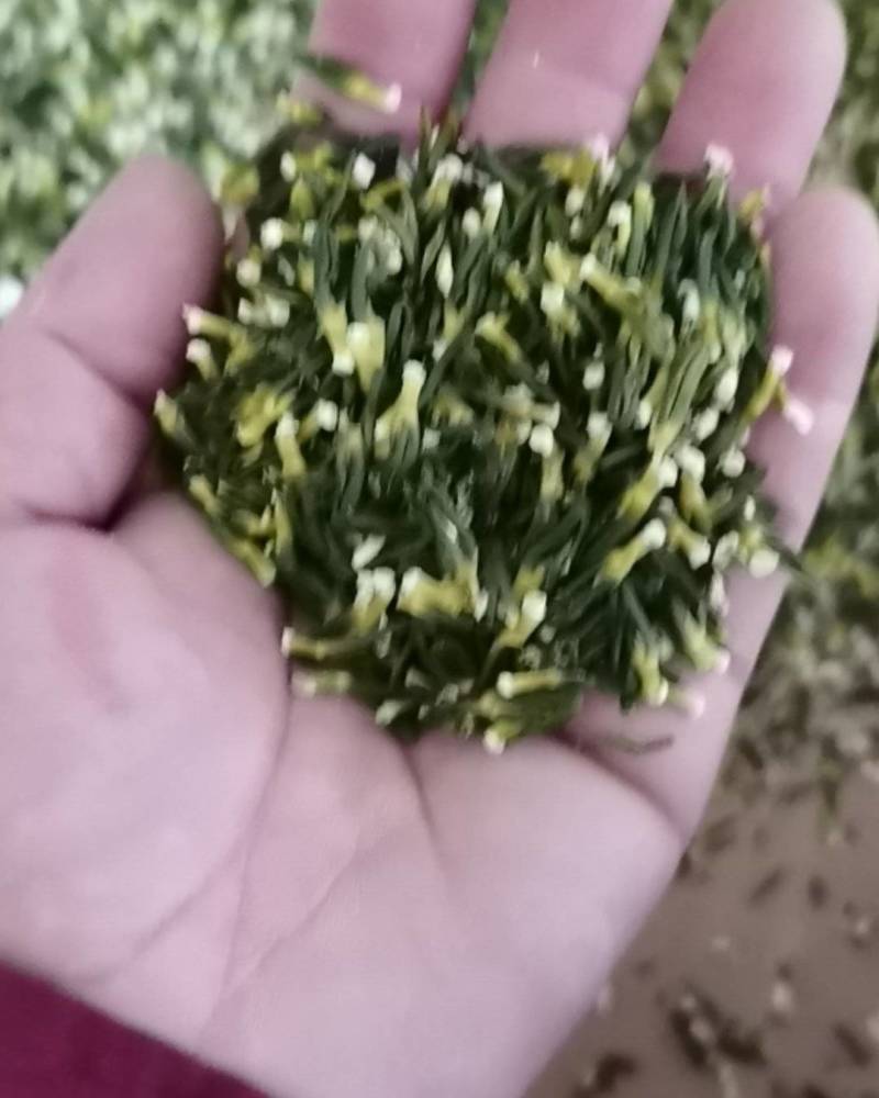 莲芯
