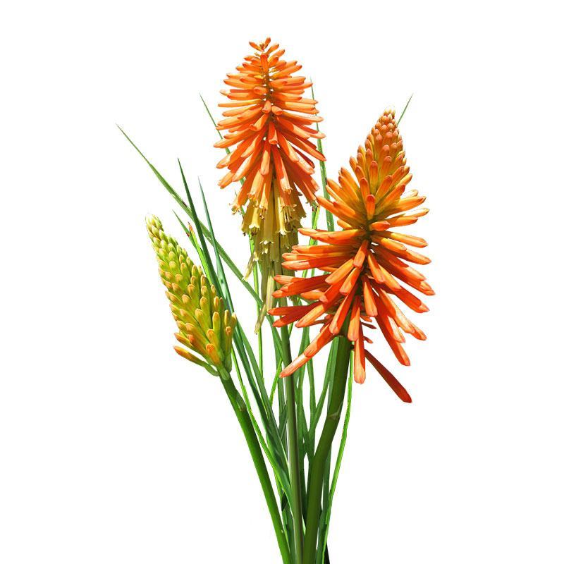 火炬花种子花海专用草籽火炬花红火棒火把莲种籽花卉种子