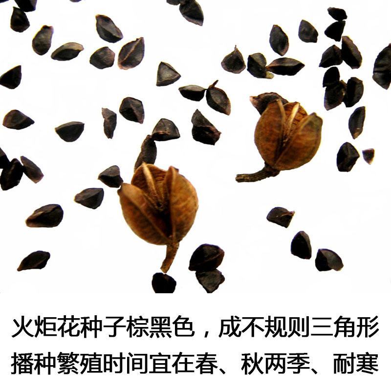 火炬花种子花海专用草籽火炬花红火棒火把莲种籽花卉种子
