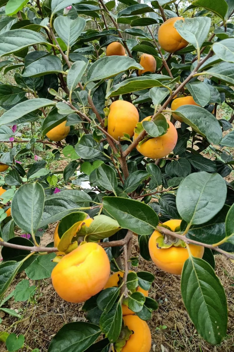 大量供应保证正品货源充足