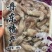 小八爪鱼