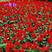 一串红花种子一串红花草种籽庭院盆栽园林植物花卉种子高串串
