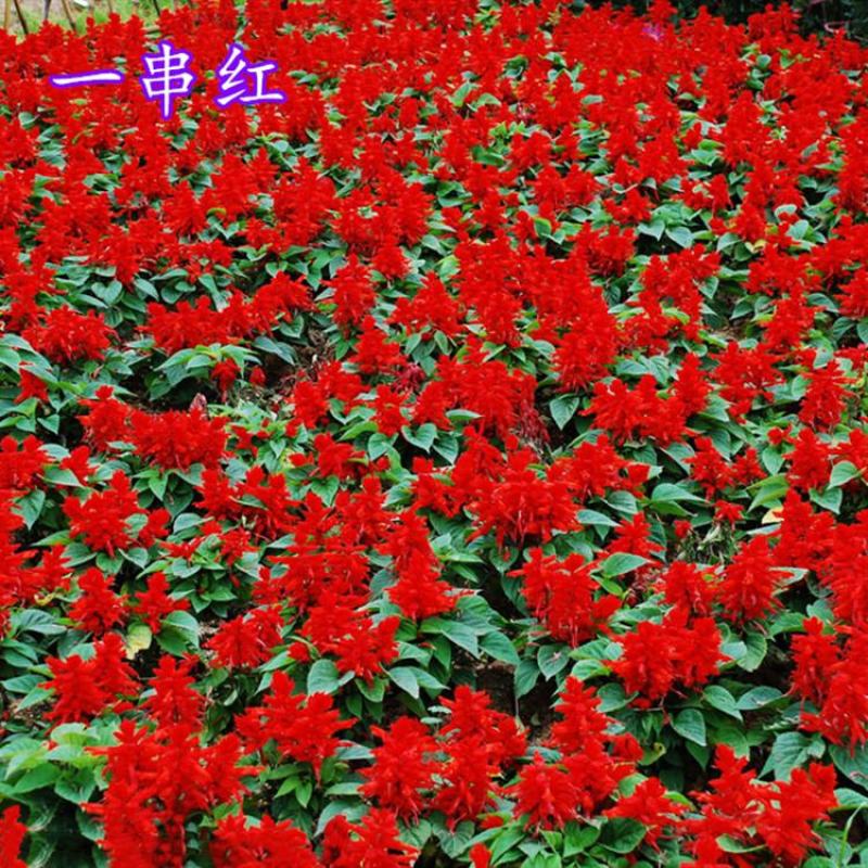 一串红花种子一串红花草种籽庭院盆栽园林植物花卉种子高串串