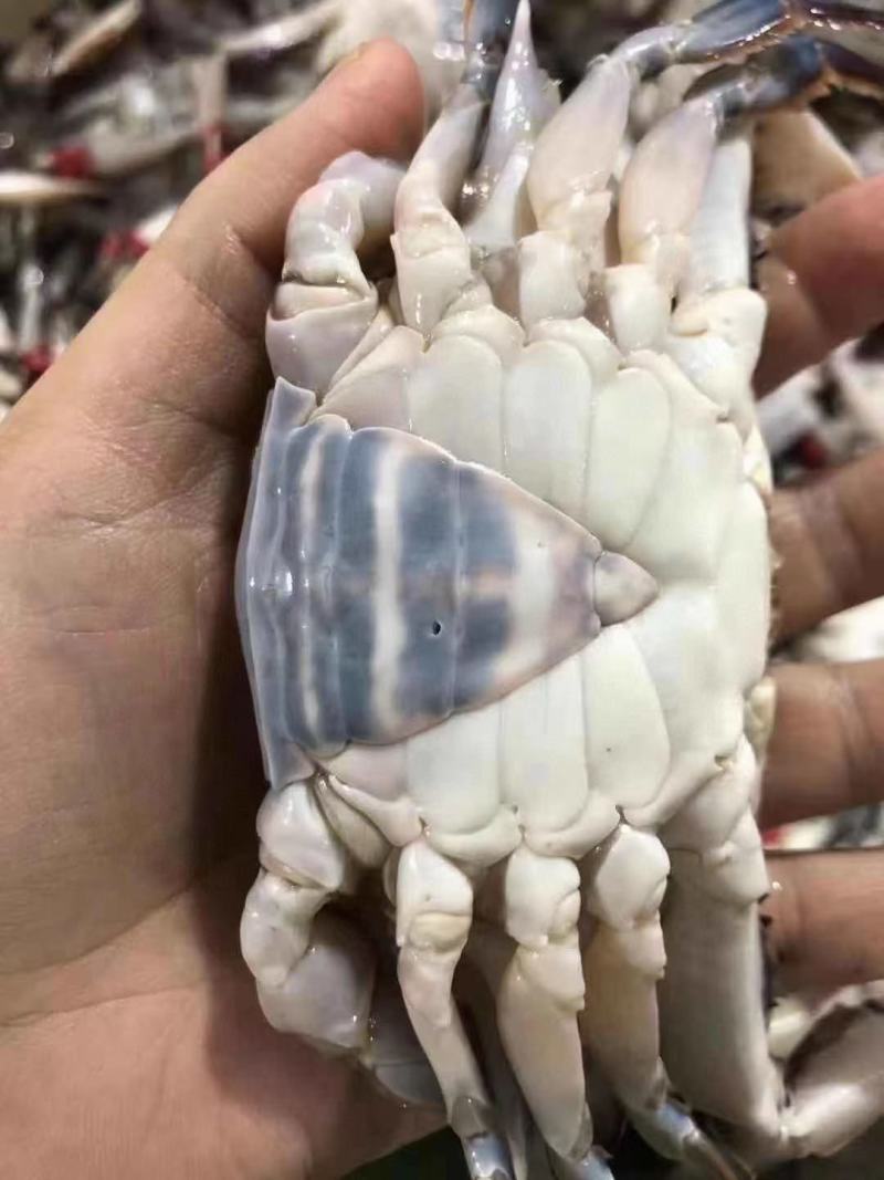 梭子蟹