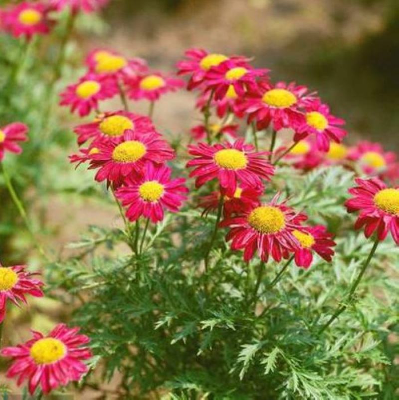 除虫菊驱蚊草驱虫菊种子防蚊驱蚊花种子多年生花卉种子