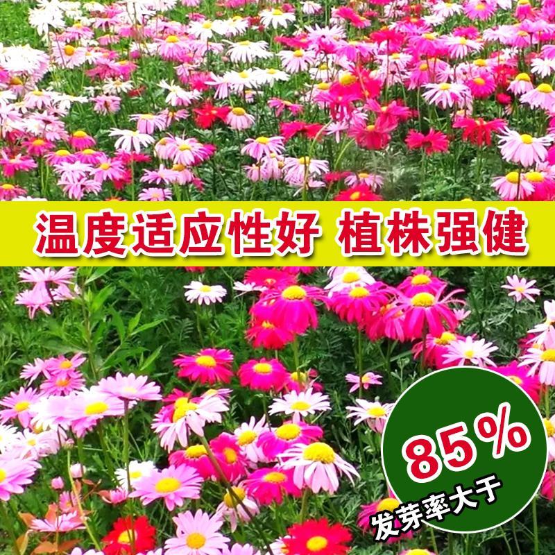 除虫菊驱蚊草驱虫菊种子防蚊驱蚊花种子多年生花卉种子