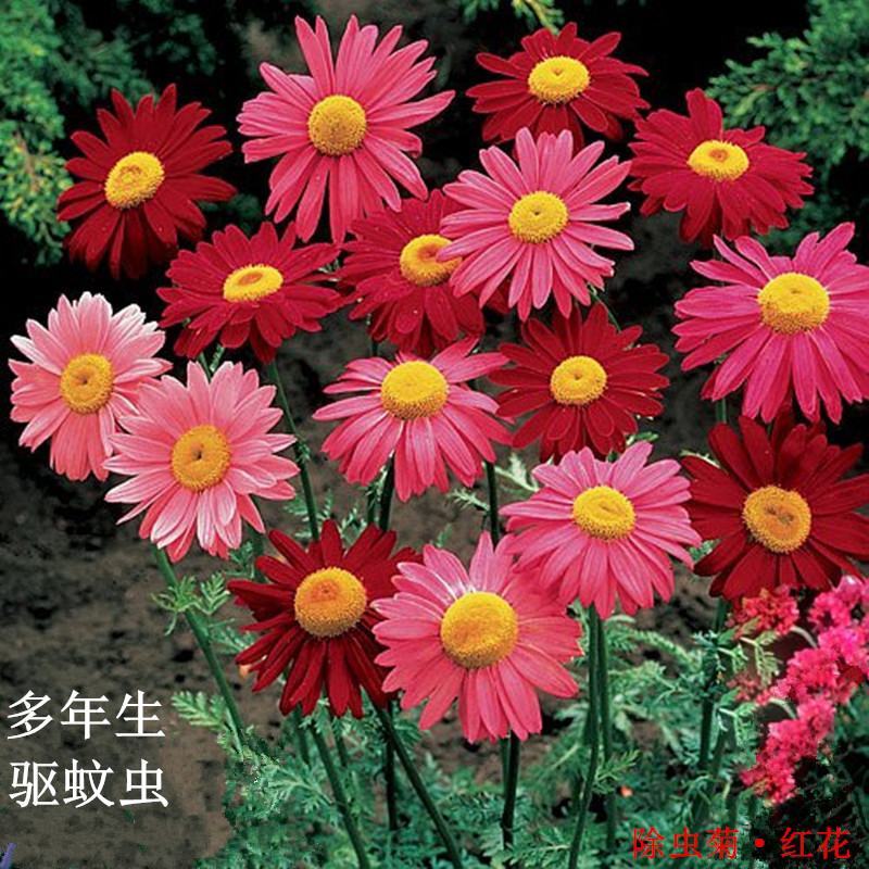 除虫菊驱蚊草驱虫菊种子防蚊驱蚊花种子多年生花卉种子