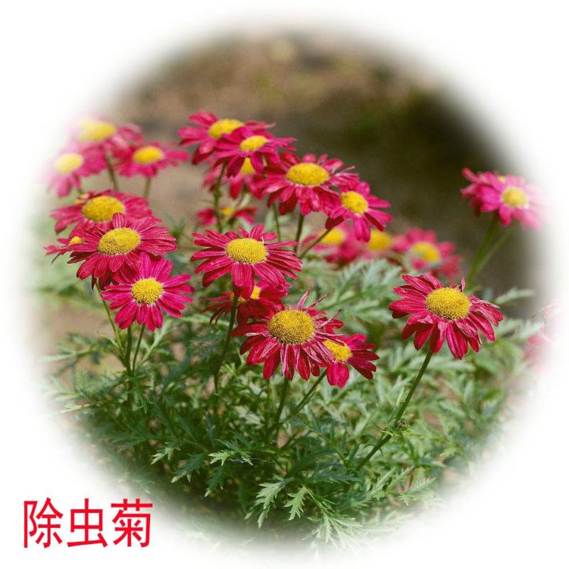 除虫菊驱蚊草驱虫菊种子防蚊驱蚊花种子多年生花卉种子