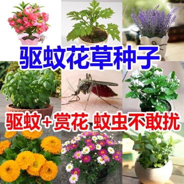 除虫菊驱蚊草驱虫菊种子防蚊驱蚊花种子多年生花卉种子