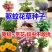 除虫菊驱蚊草驱虫菊种子防蚊驱蚊花种子多年生花卉种子