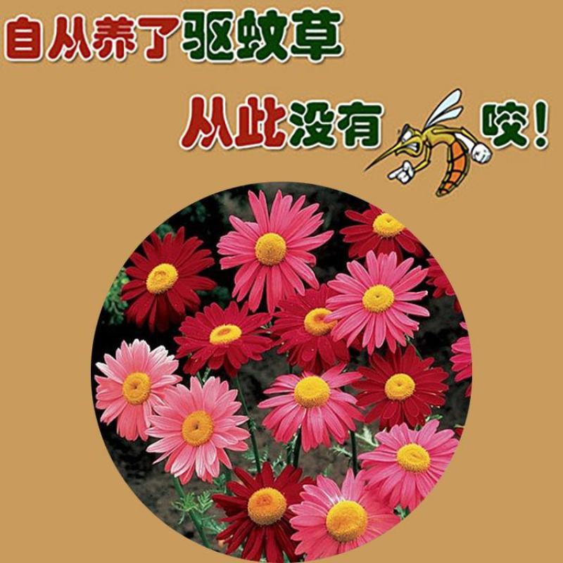 除虫菊驱蚊草驱虫菊种子防蚊驱蚊花种子多年生花卉种子