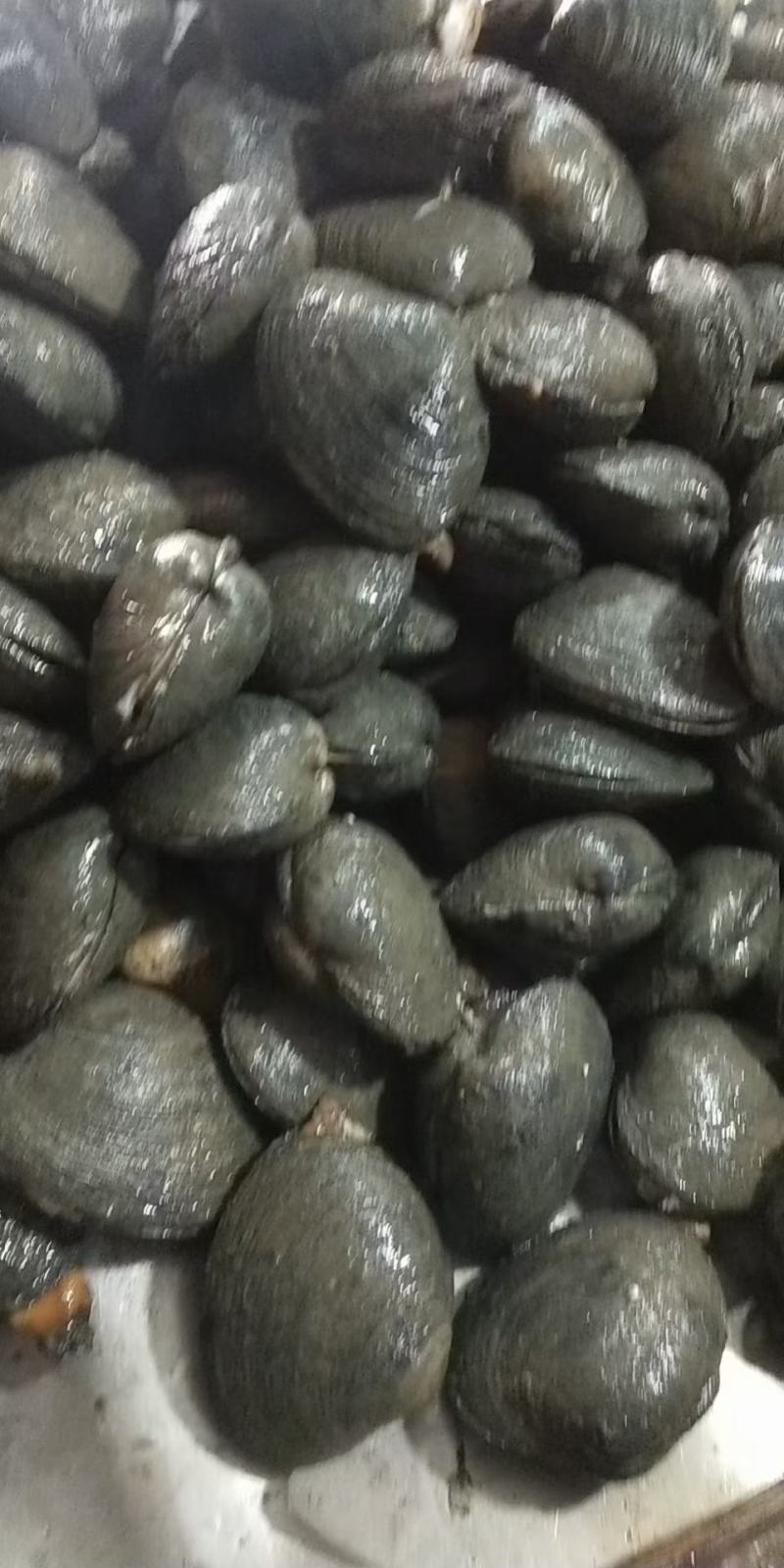 天鹅蛋