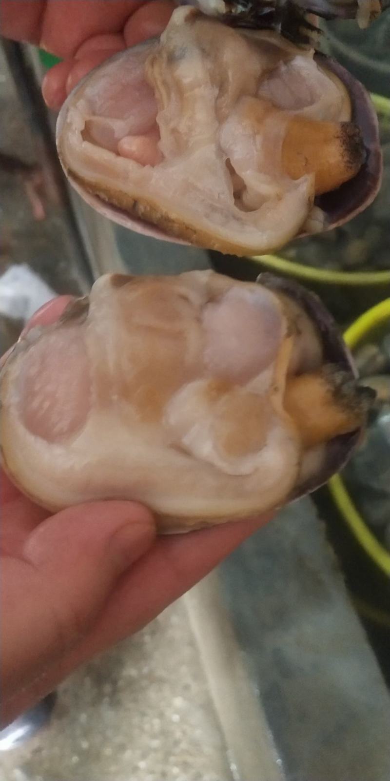 天鹅蛋