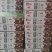 2024年新松子质量有保证大量批发价格不包邮