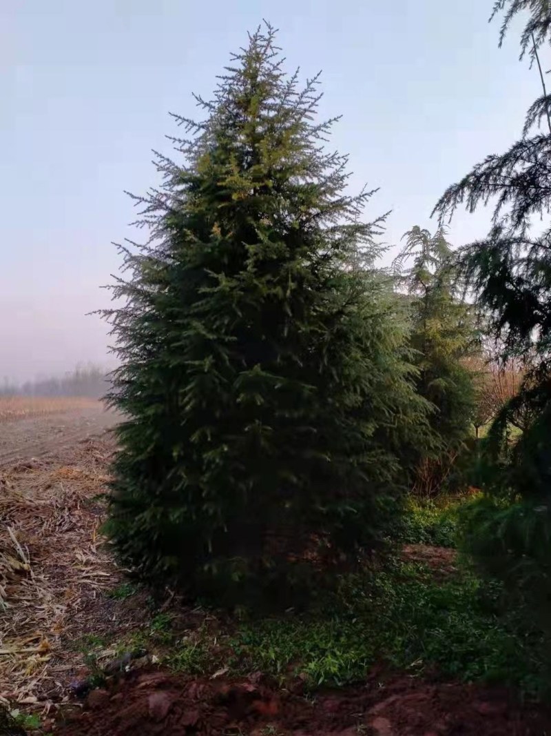 大冠幅雪松，土质好，成活率高，抗旱能力强，需要的老板联系