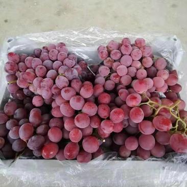 辽南地区广宇果业大量供应大棚里精品甜红提葡萄