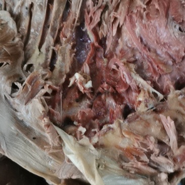 五香羊肉，熟羊肉羊排肉，麻辣羊肉，全熟五香羊肉