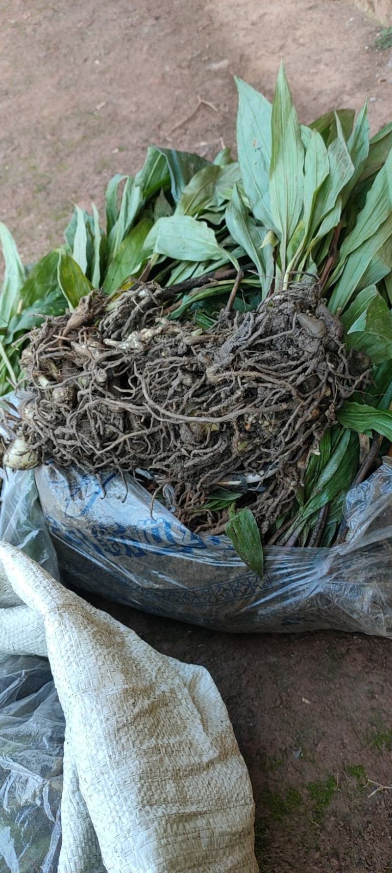 毛慈菇