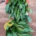 毛慈菇