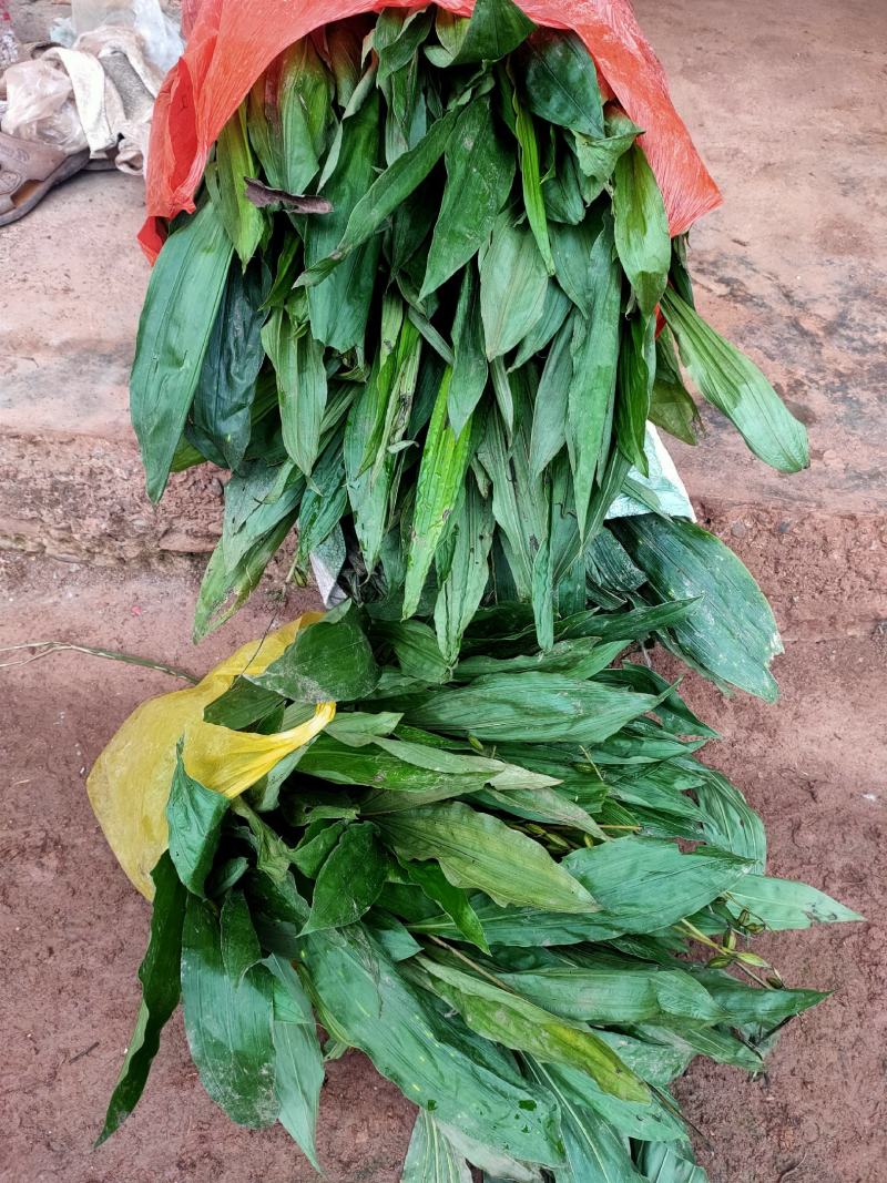 毛慈菇
