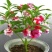 长春花重瓣花籽进口垂吊常春花日日春花种雁来红花