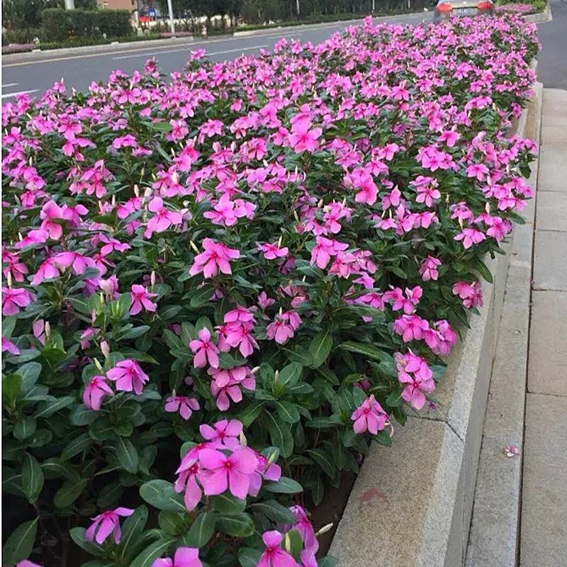 长春花重瓣花籽进口垂吊常春花日日春花种雁来红花