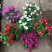 长春花重瓣花籽进口垂吊常春花日日春花种雁来红花