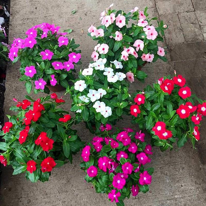 长春花重瓣花籽进口垂吊常春花日日春花种雁来红花