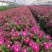 长春花重瓣花籽进口垂吊常春花日日春花种雁来红花