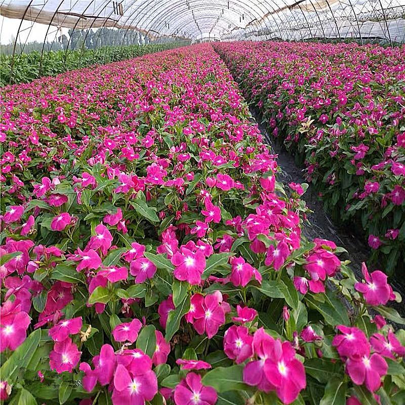 长春花重瓣花籽进口垂吊常春花日日春花种雁来红花