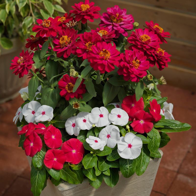 长春花重瓣花籽进口垂吊常春花日日春花种雁来红花