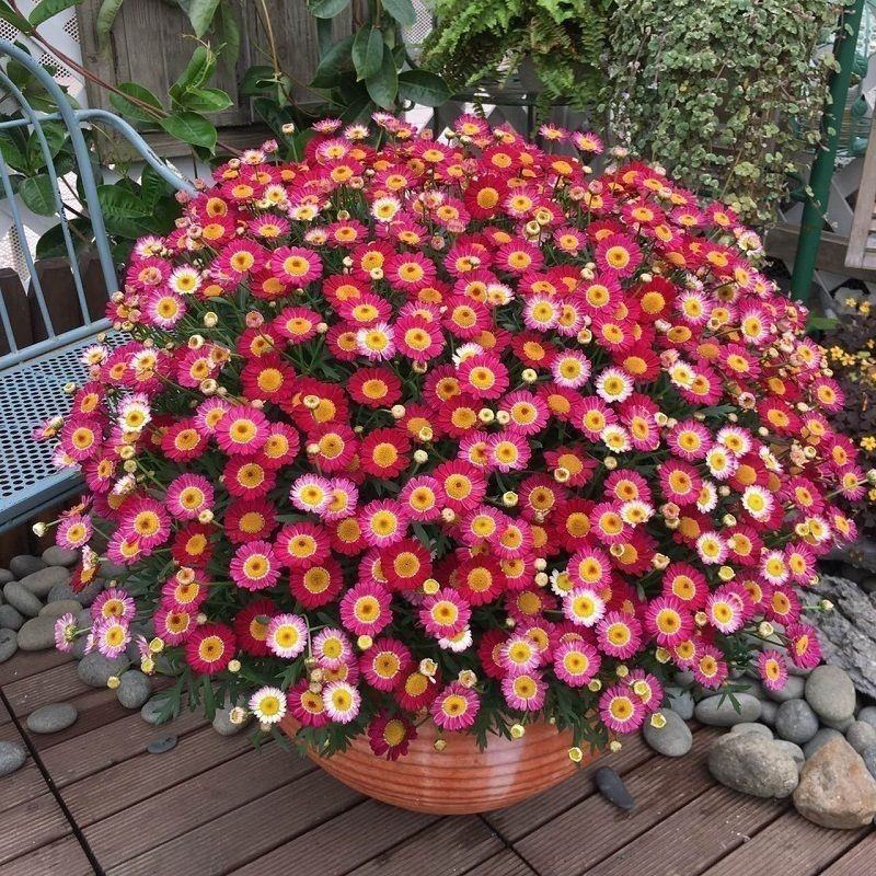 易活小雏菊种子四季盆栽开花不断花卉植物花种籽有趣花卉种子