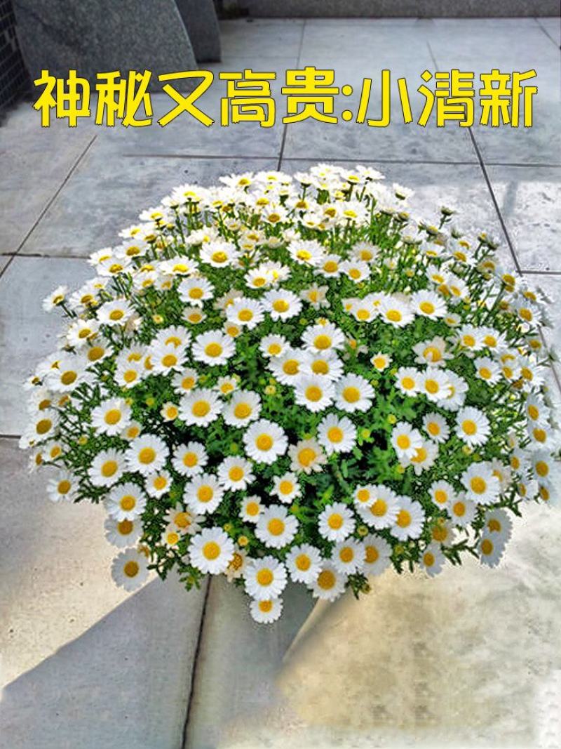 易活小雏菊种子四季盆栽开花不断花卉植物花种籽有趣花卉种子