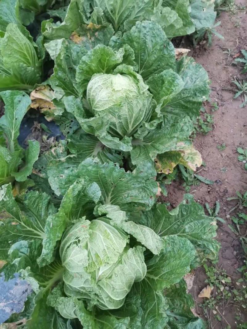 甘肃优质圆包菜基地直供货源充足诚信合作欢迎采购