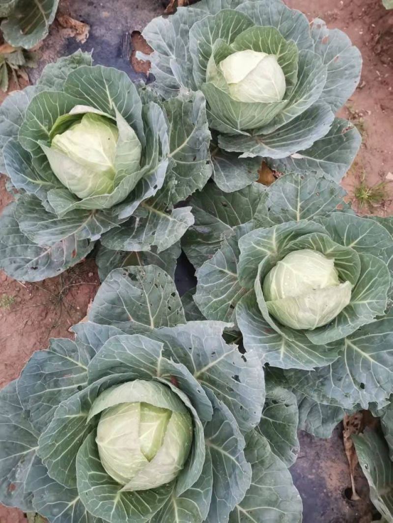 甘肃优质圆包菜基地直供货源充足诚信合作欢迎采购