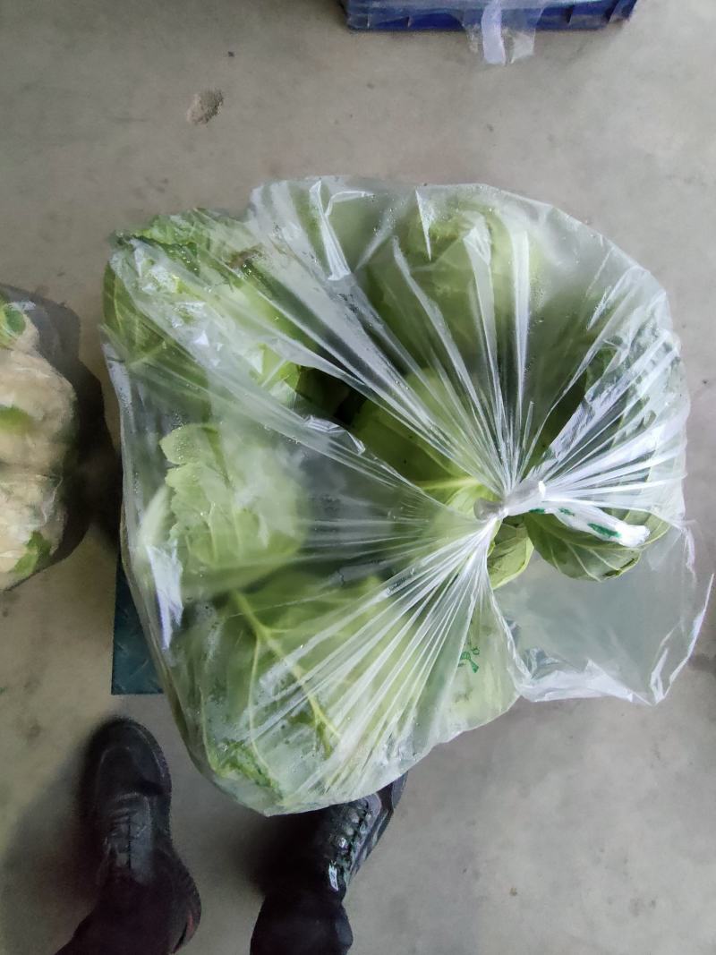 甘肃优质圆包菜基地直供货源充足诚信合作欢迎采购