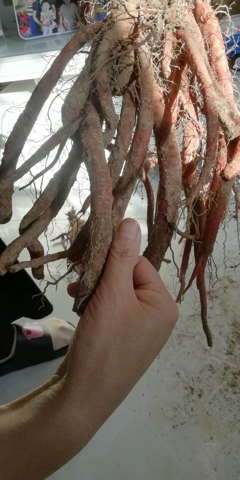 丹参鲜货
