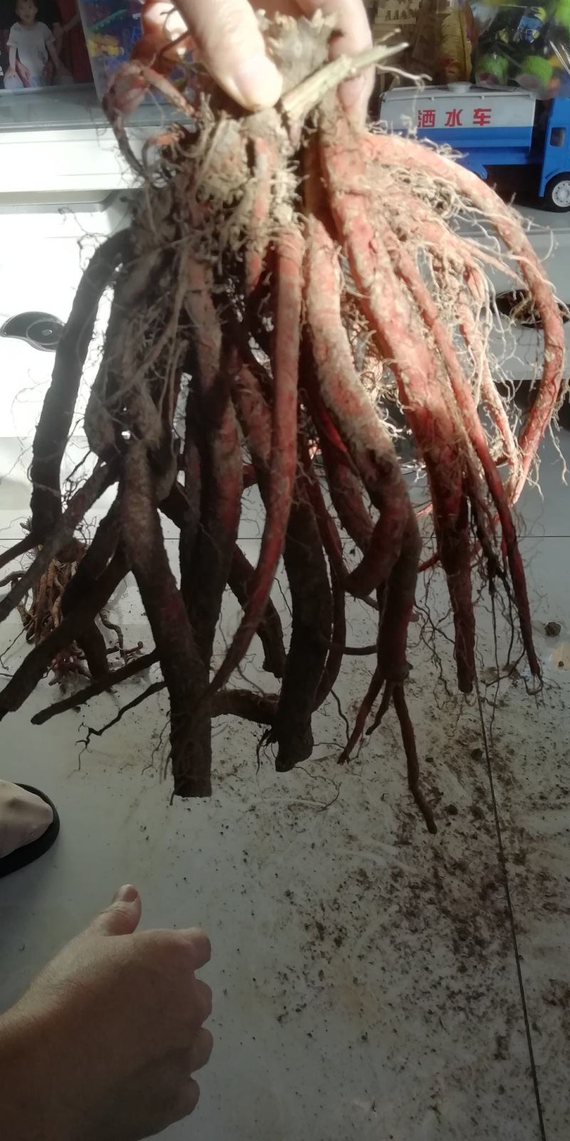 丹参鲜货