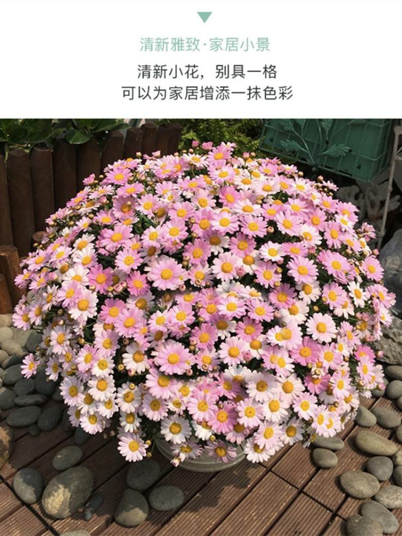 荷兰菊种子庭院花海矮型非姬小菊花多年生耐寒花种籽柳叶菊紫