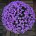 荷兰菊种子庭院花海矮型非姬小菊花多年生耐寒花种籽柳叶菊紫