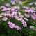 荷兰菊种子庭院花海矮型非姬小菊花多年生耐寒花种籽柳叶菊紫