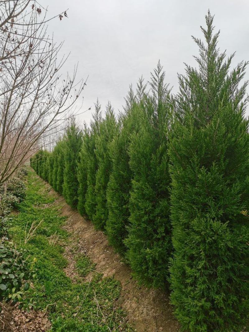 出售蜀桧2米/2.2米蜀桧基地批发价格，量大优惠