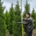 出售蜀桧2米/2.2米蜀桧基地批发价格，量大优惠