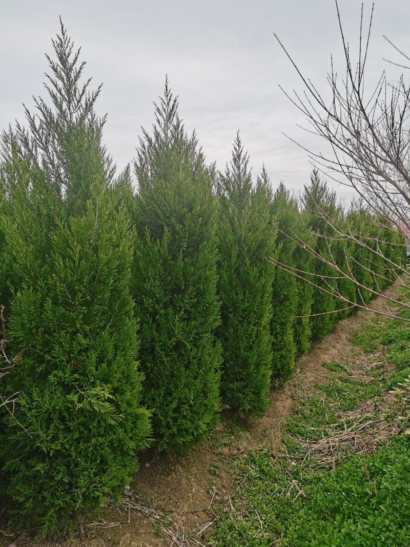 出售蜀桧2米/2.2米蜀桧基地批发价格，量大优惠