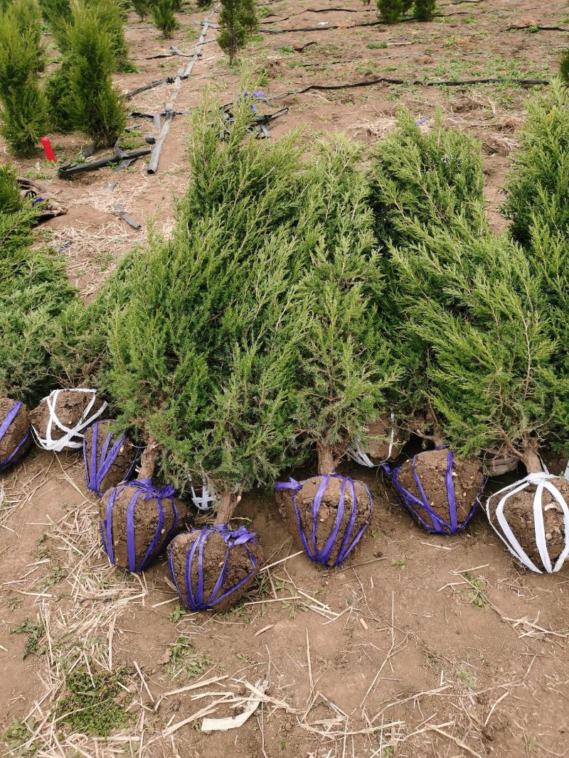 出售蜀桧2米/2.2米蜀桧基地批发价格，量大优惠