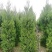 出售蜀桧2米/2.2米蜀桧基地批发价格，量大优惠