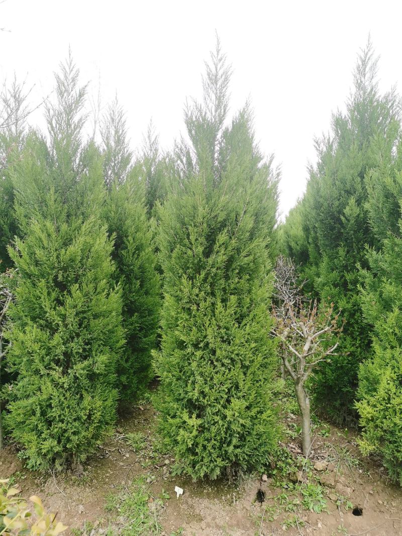 出售蜀桧2米/2.2米蜀桧基地批发价格，量大优惠